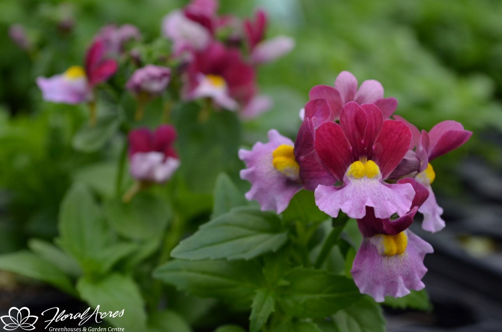 Nemesia Escential Strawberry Floral Acres